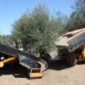 Erick Neilsen Enterprises trunk-shaking harvester in olive orchard: at end of row